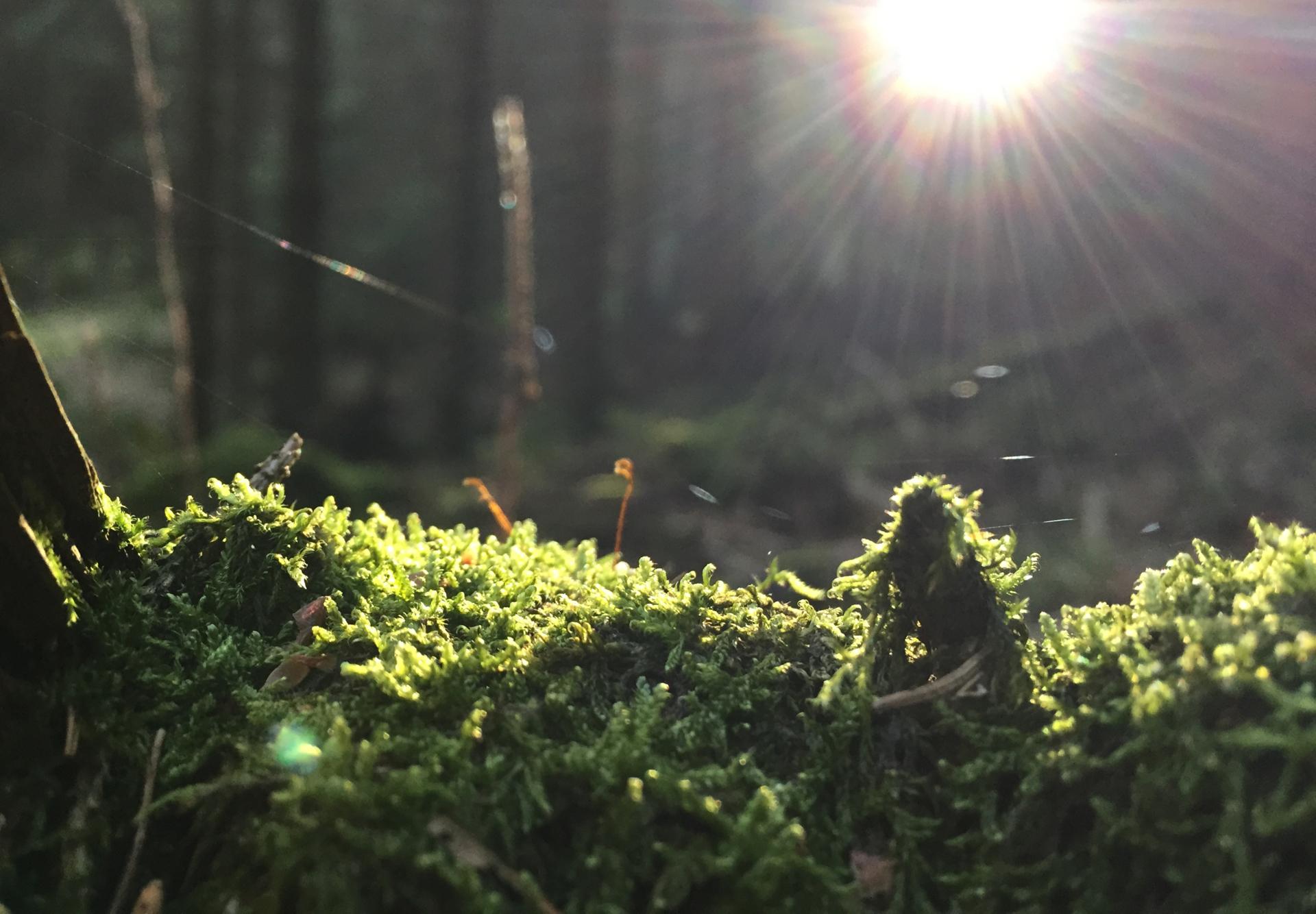 Moss and sunbeams