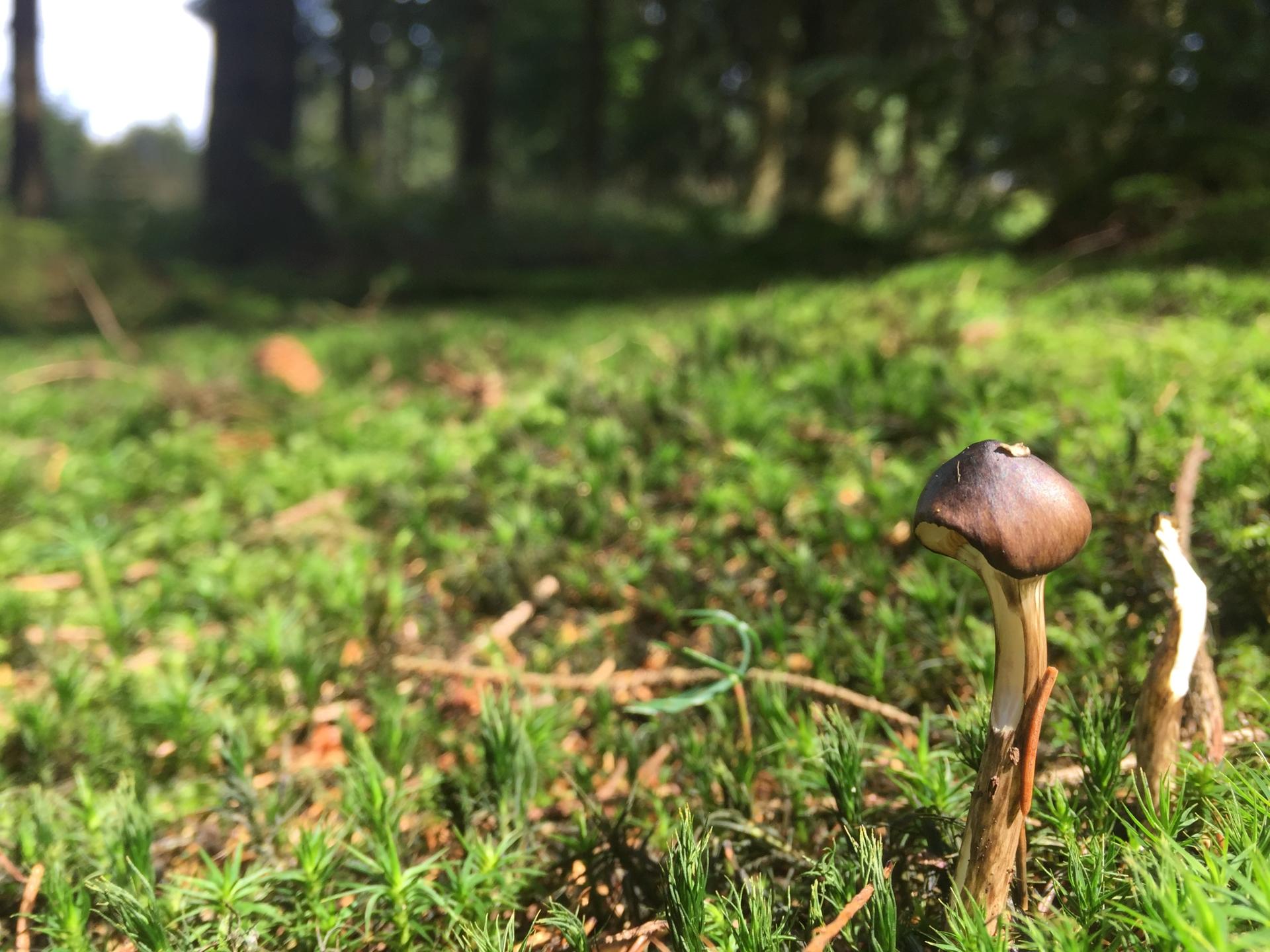 Lonley mushroom