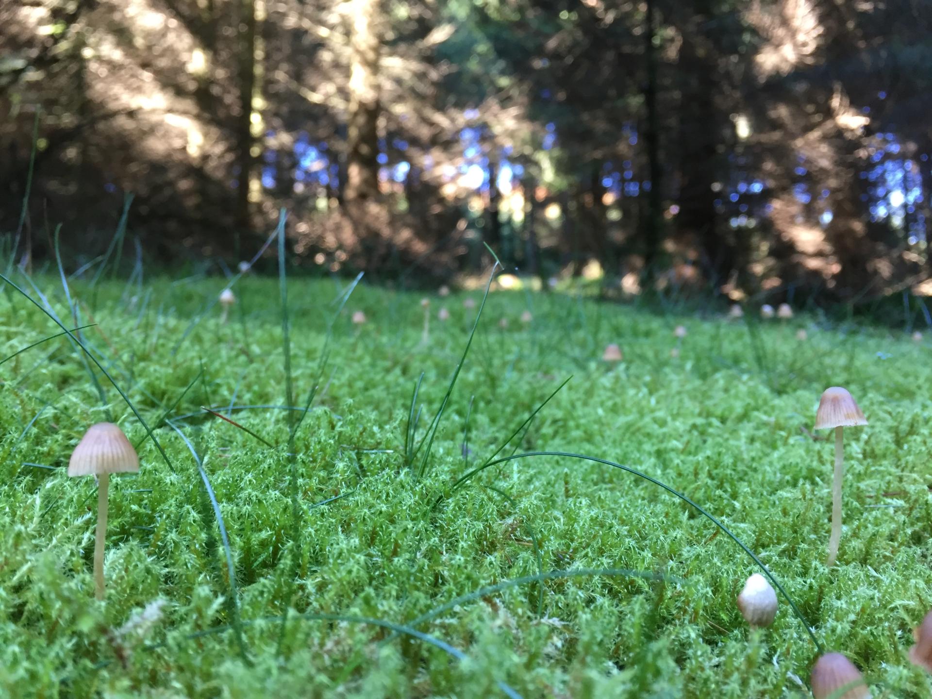 Kleine Pilze