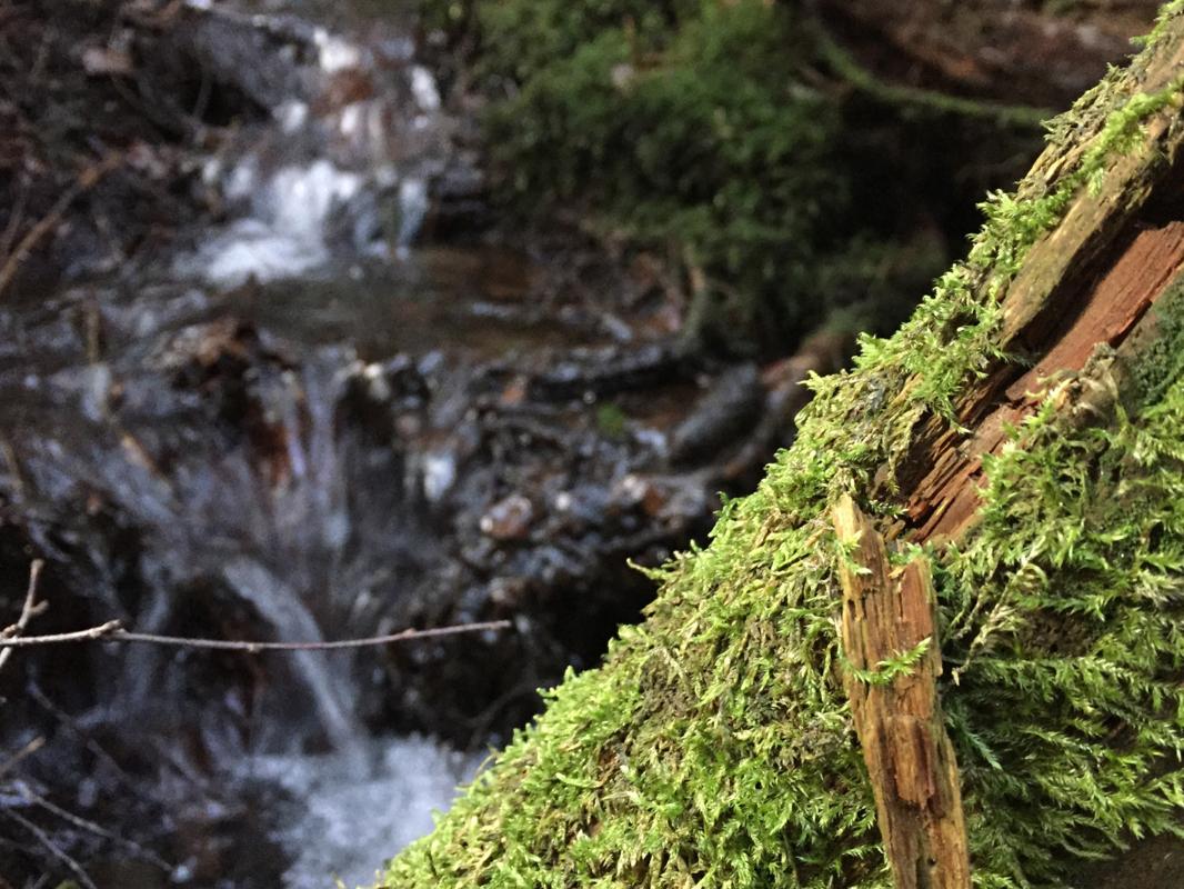 Stream in Altenbüren