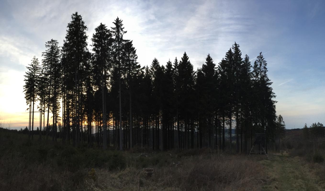 Sunset insite the forest