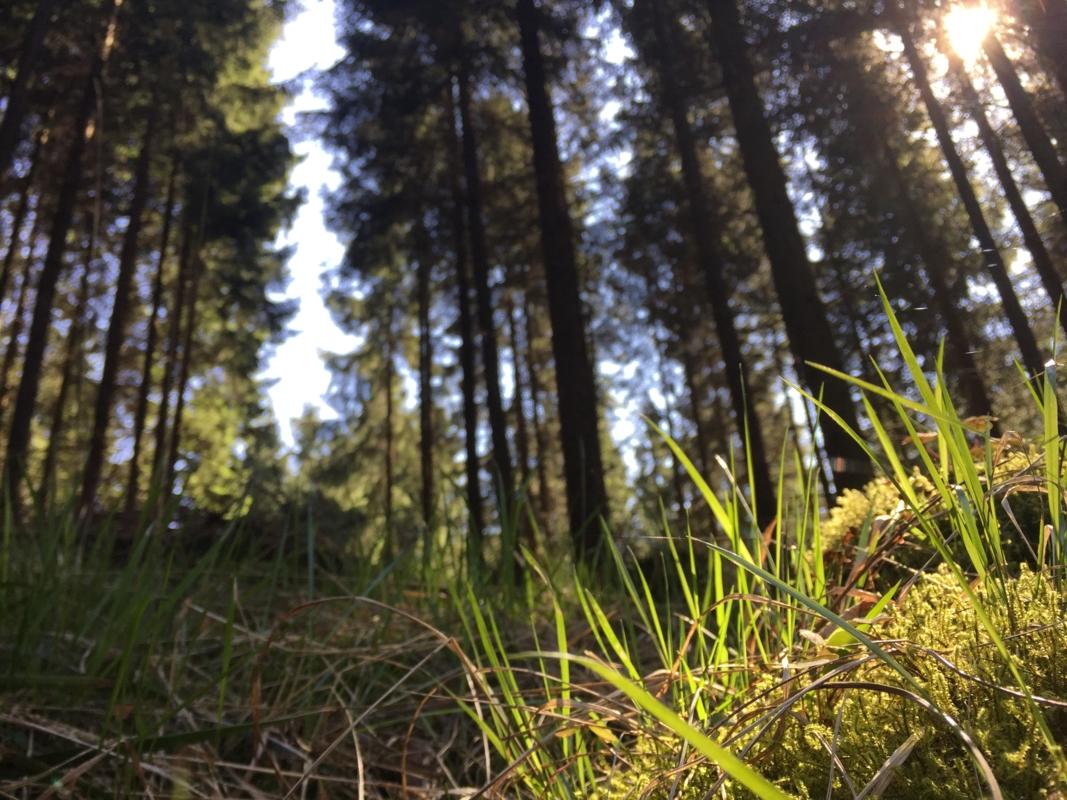 Gras und Sonnenstrahlen