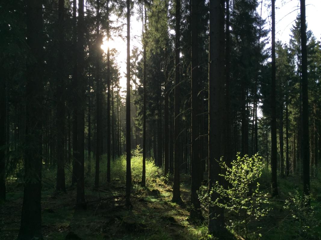 Petersborner Wald