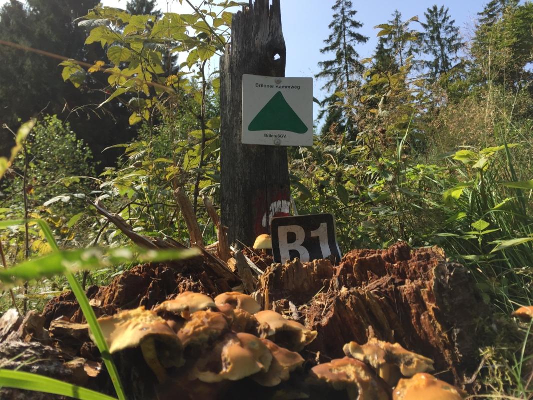 Briloner Kammweg Etappe 1