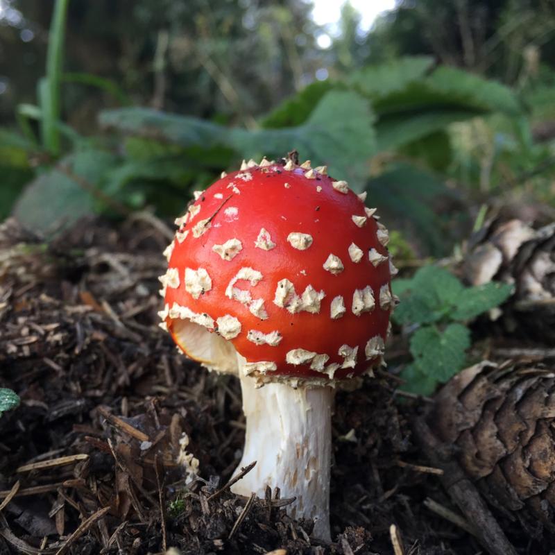 Roter Fliegenpilz