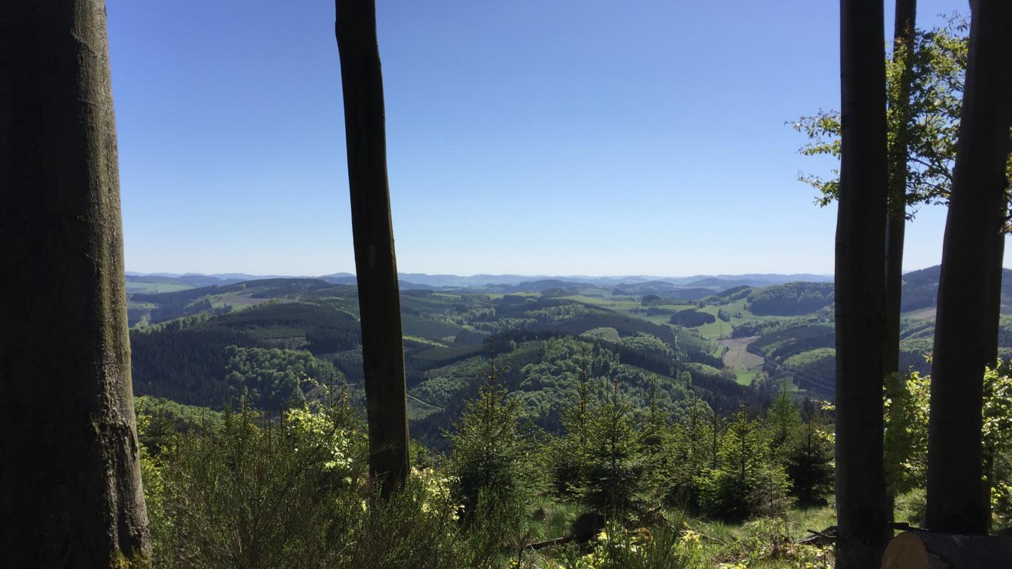 Panorama throw the forest