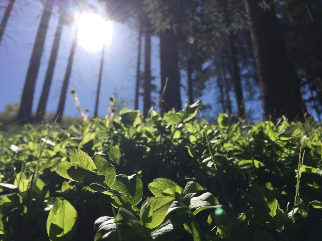Frühlings Sonnenstrahlen
