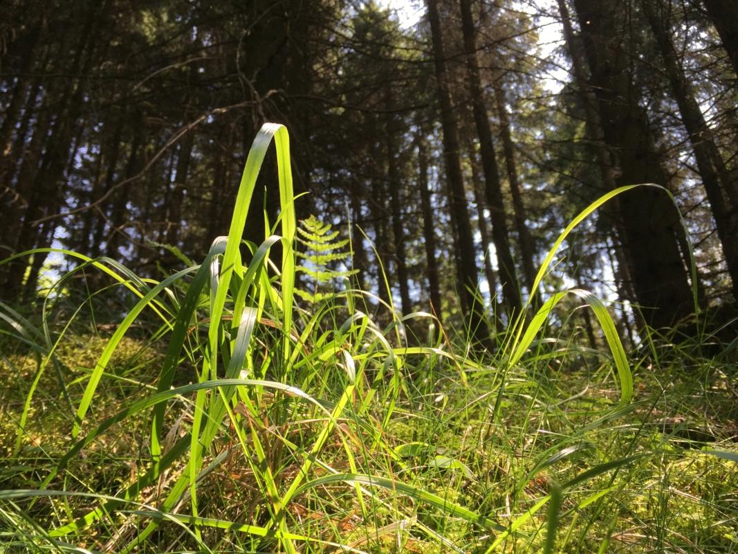 Gras, Sonne und Wald