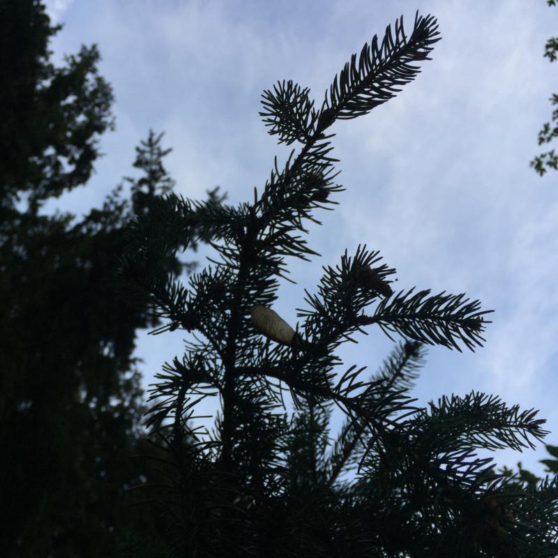 Maple seeds on a spruce branch