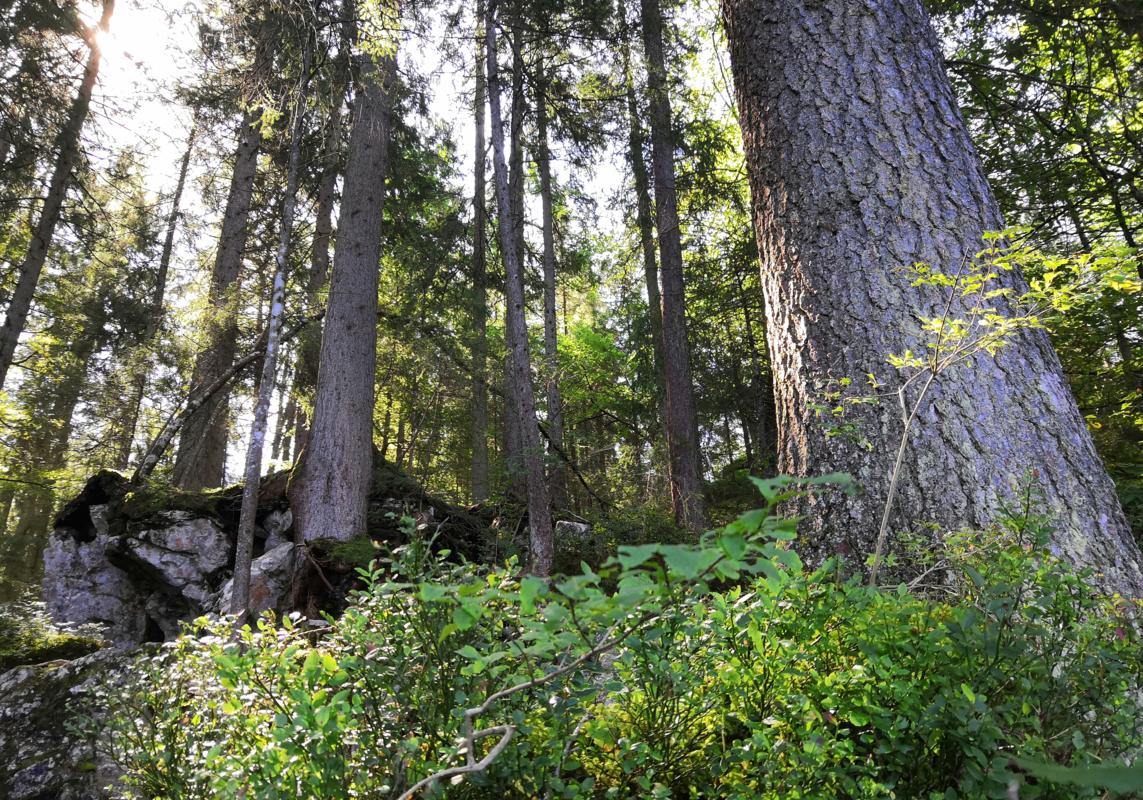 The forest of the Eibsee part 1