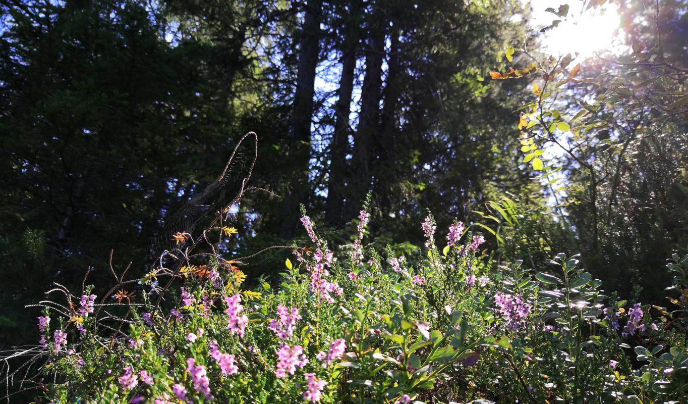 The forest of the Eibsee part 2