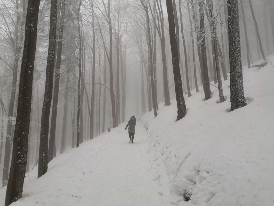 Forest of Wielka Racza