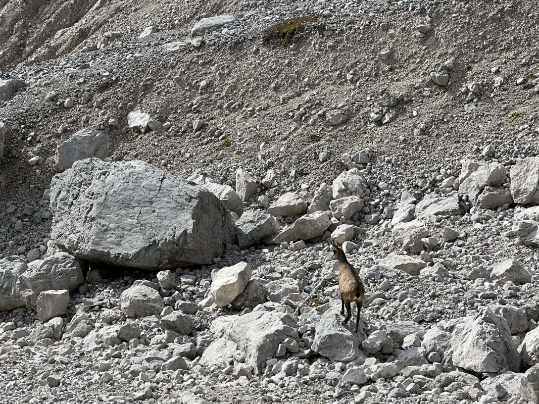 Gams im Höllental
